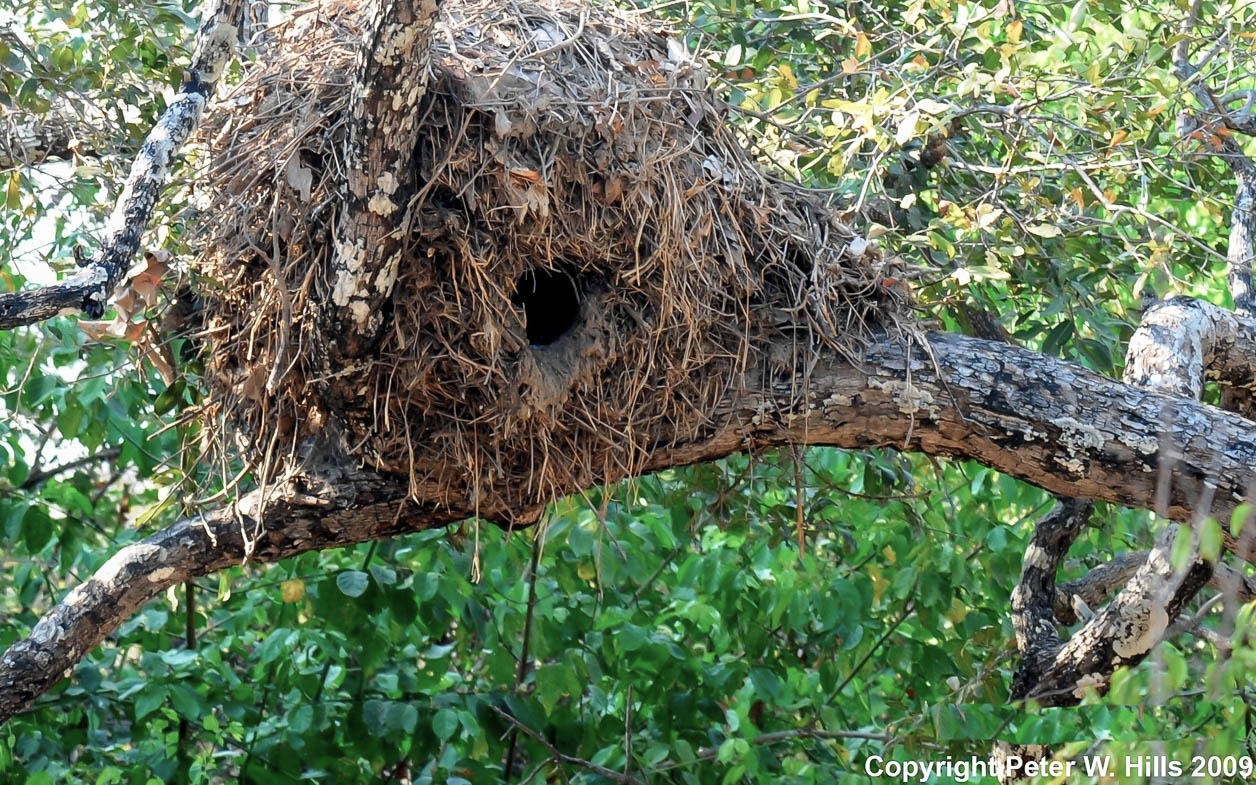 Hamerkop (Scopus umbretta) nest – Lower Zambezi Zambia