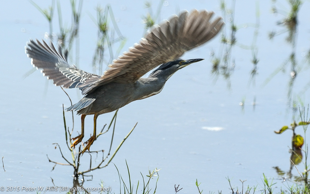 Heron Striated (Butorides striata) in flight – Botswana