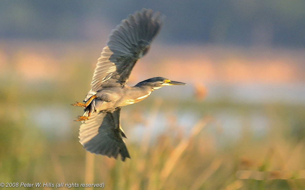 Heron Striated (Butorides striata) flying – Lower Zambezi Zambia