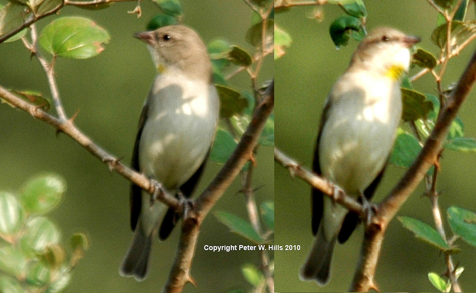 Sparrow Yellow-Throated (Gymnoris xanthocollis) male – India