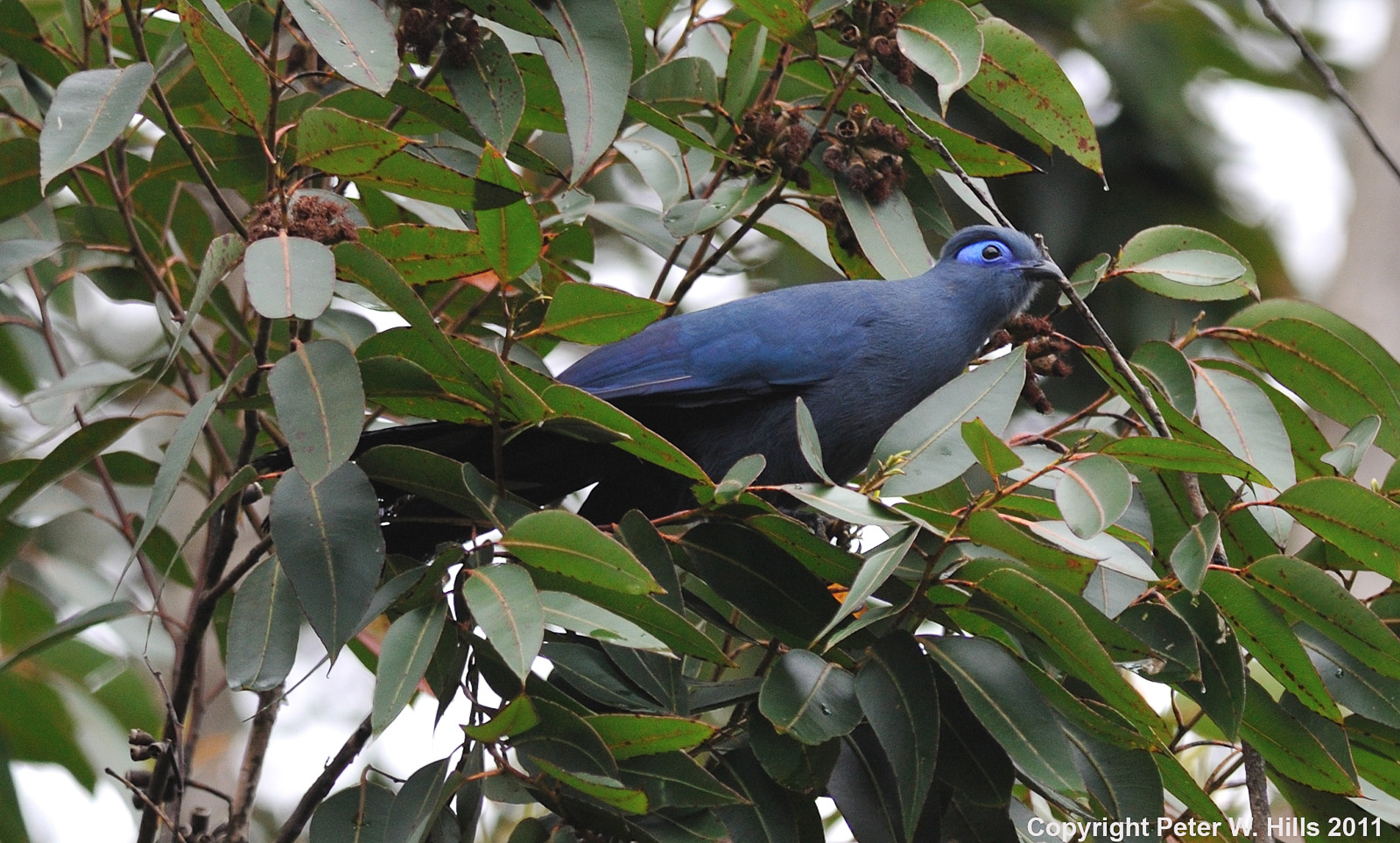 Coua Blue (Coua caerulea) – adult – Madagascar