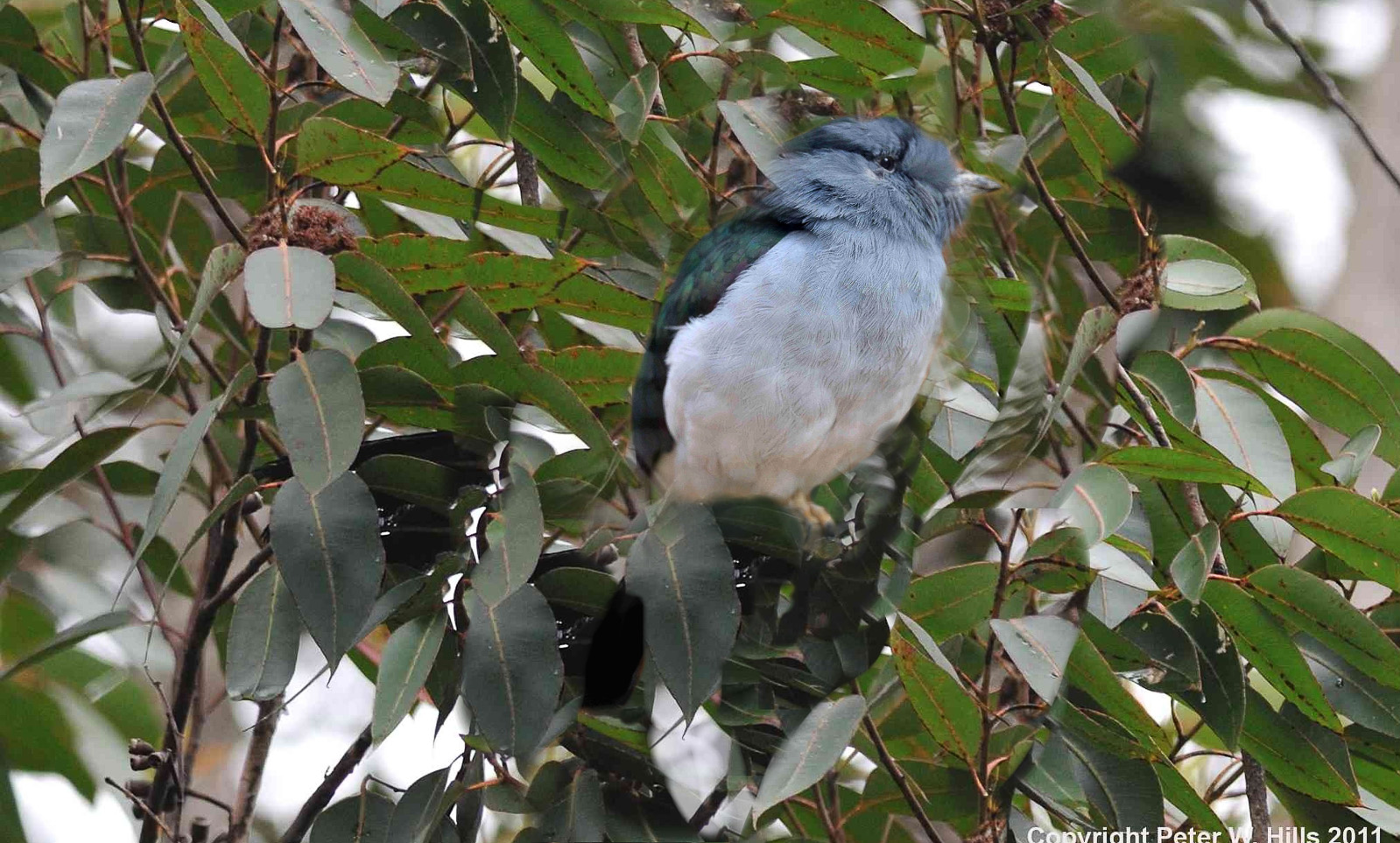 Roller Cuckoo (Leptosomus discolor) male – Madagascar