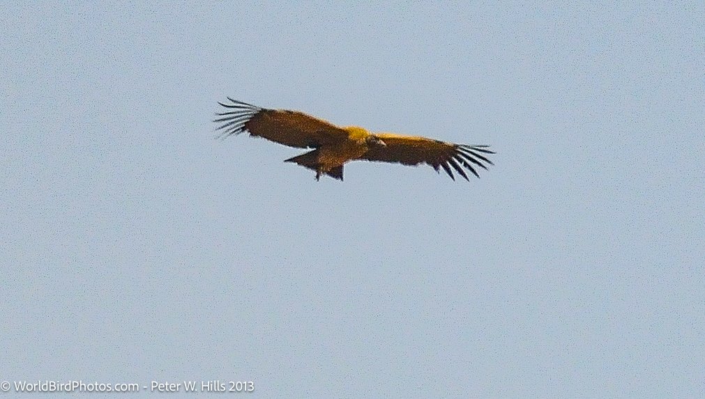 Condor Andean (vultur gryphus) juvenile in flight – Chile