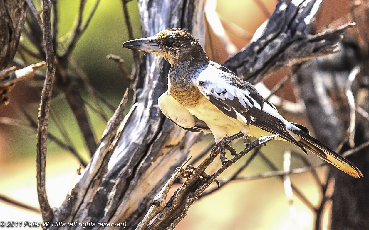 Butcherbird Pied (Cracticus nigrogularis) juvenile – Perth WA, Australia