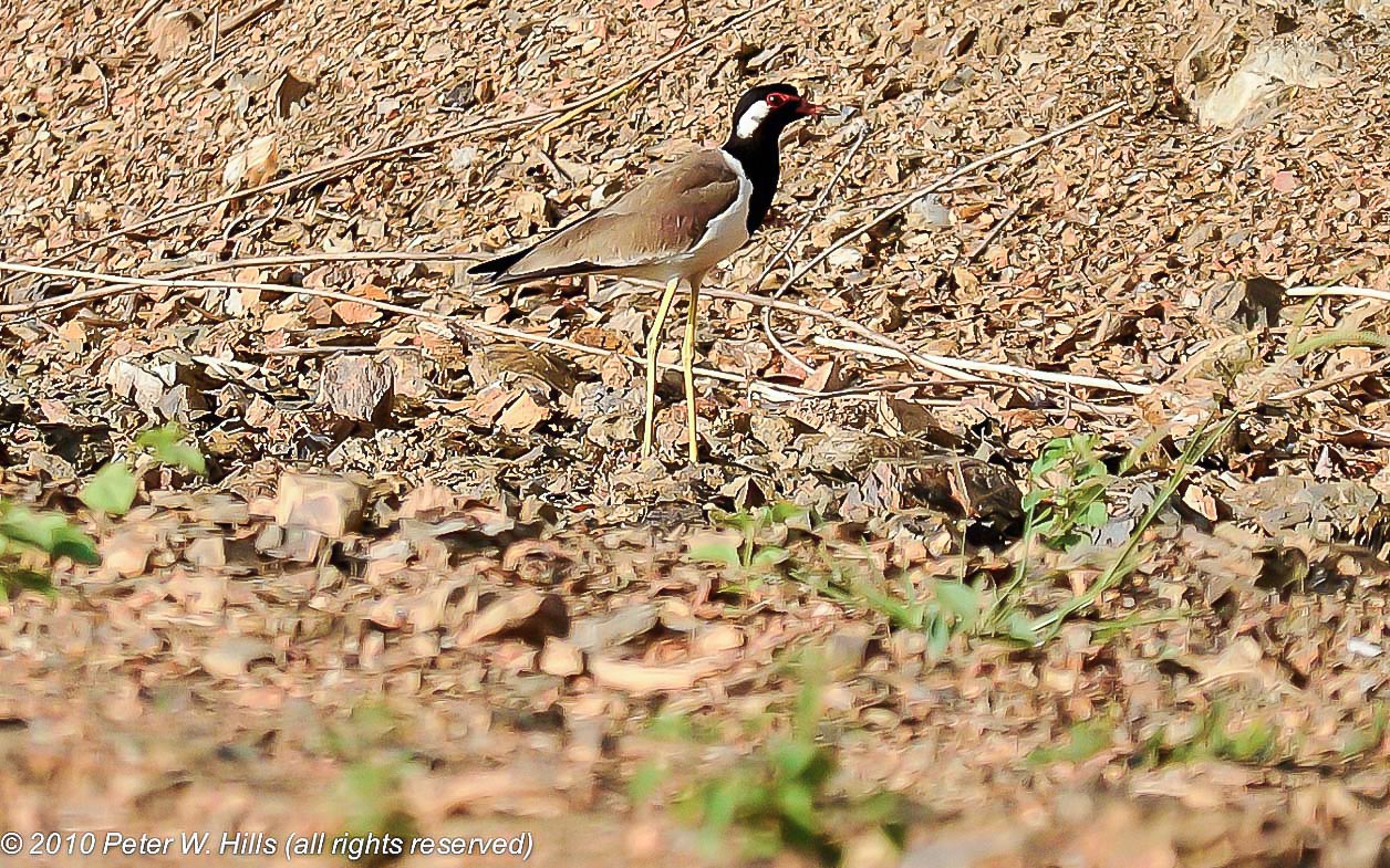 Lapwing Red-Wattled (Vanellus indicus) – Thailand