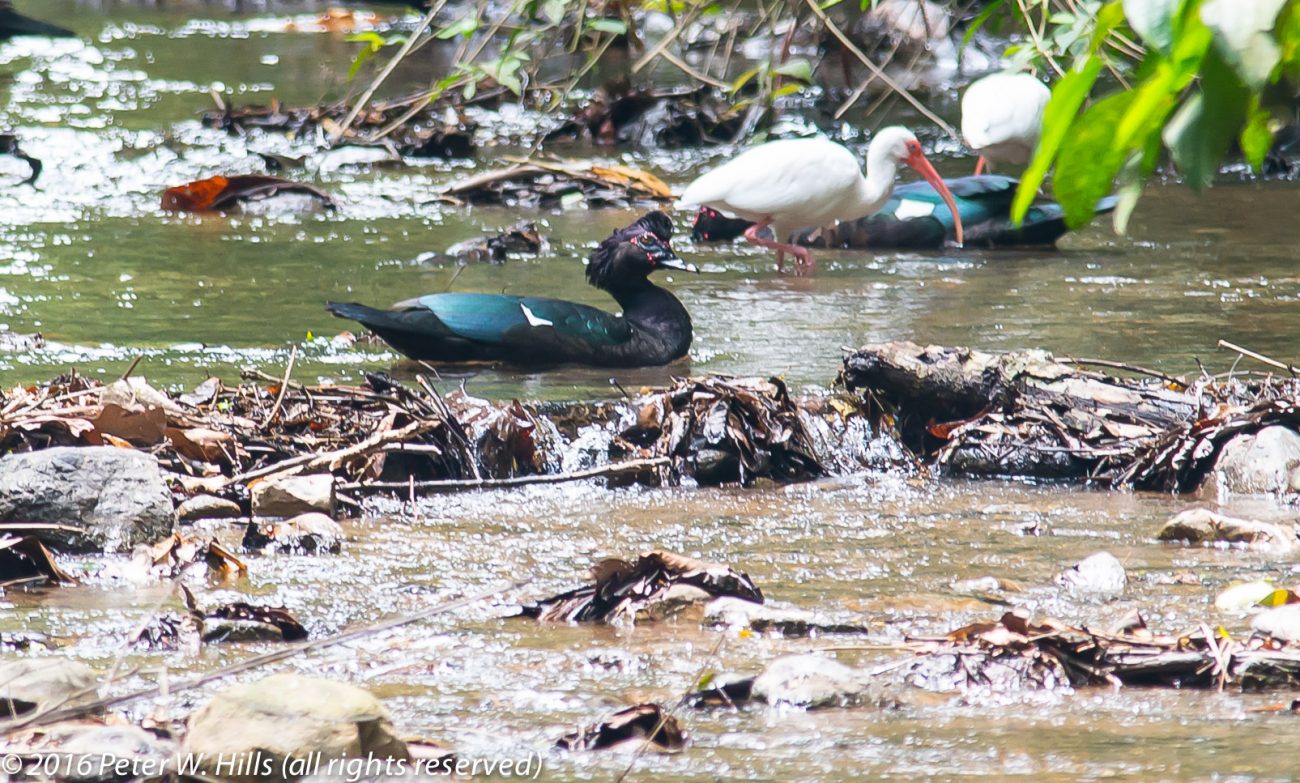 Duck Muscovy (Cairina moschata) – Costa Rica
