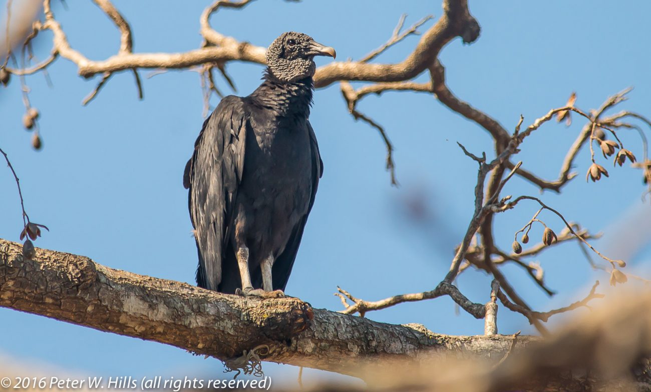 Vulture Black (Coragyps atratus) – Costa Rica