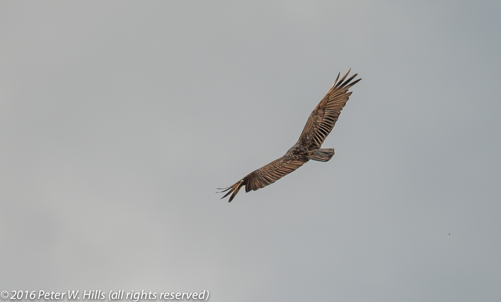 Vulture Turkey (Cathartes aura) immature in flight – Costa Rica