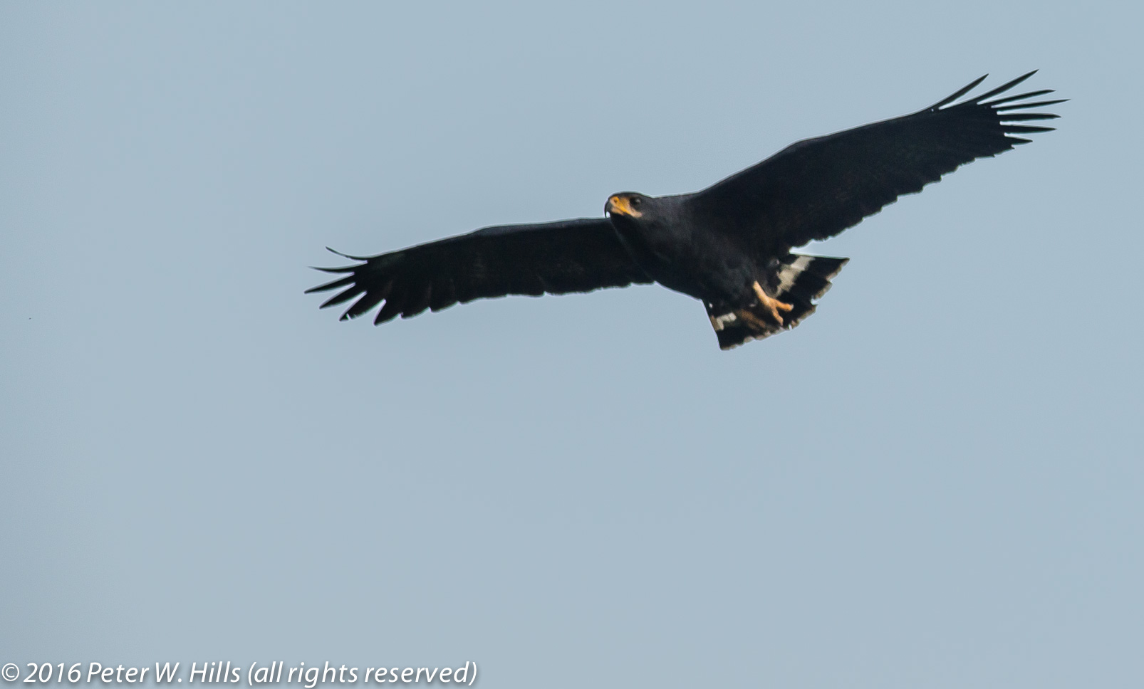 Hawk Common Black (Buteogallus anthracinus) adult in flight – Costa Rica