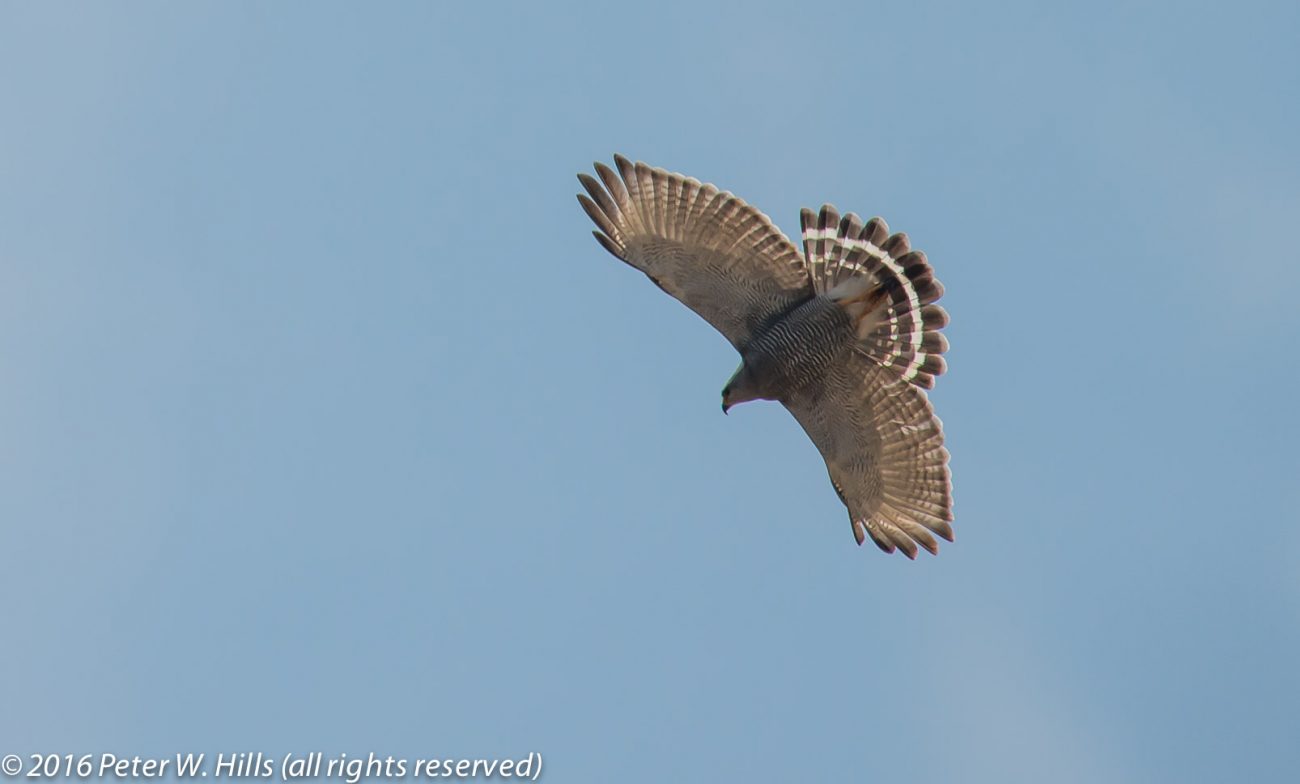 Hawk Grey (Buteo plagiatus) in flight – Costa Rica