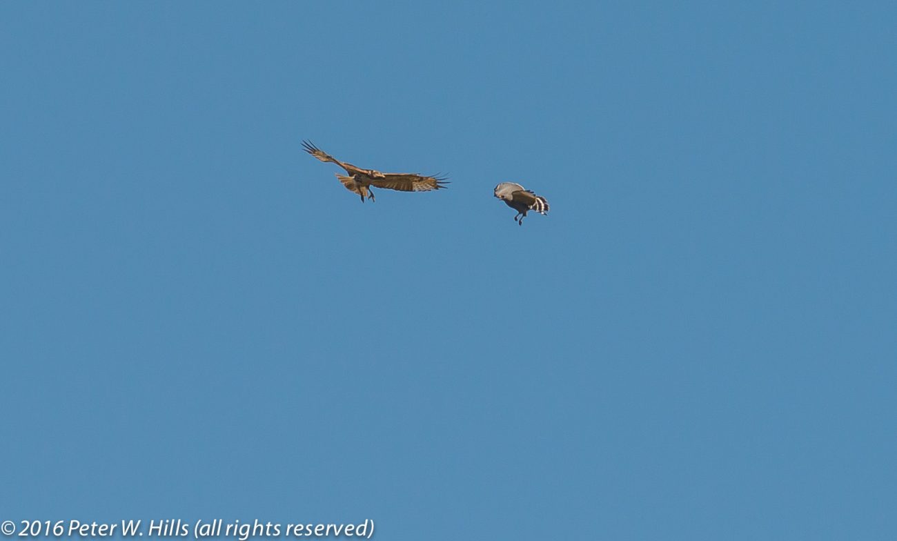 Hawk Grey (Buteo plagiatus) attacking Red-Tailed Hawk – Costa Rica