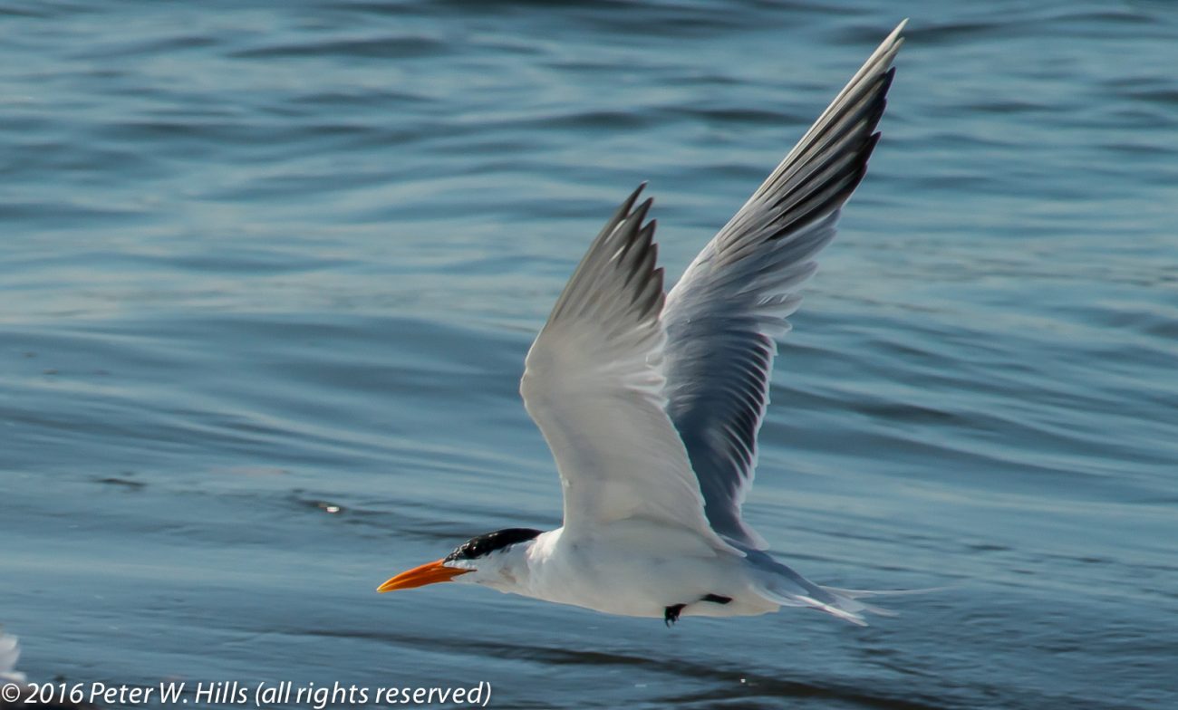 Tern Royal (Thalasseus maximus) breeding in flight – Costa Rica