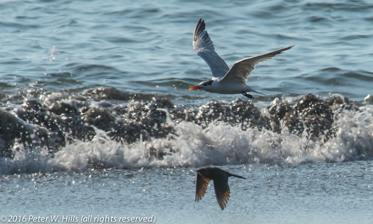 Tern Royal (Thalasseus maximus) non breeding in flight – Costa Rica