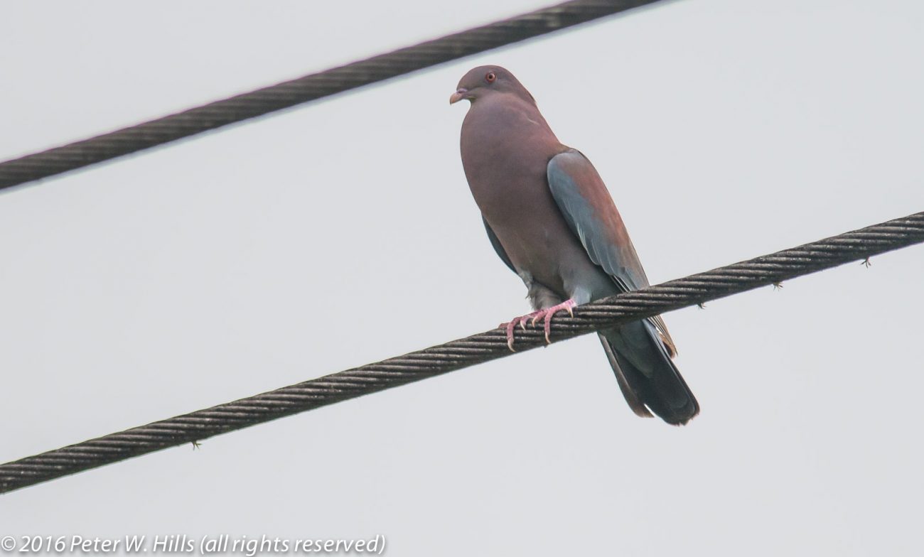 Pigeon Red-Billed (Patagioenas flavirostris) Costa Rica