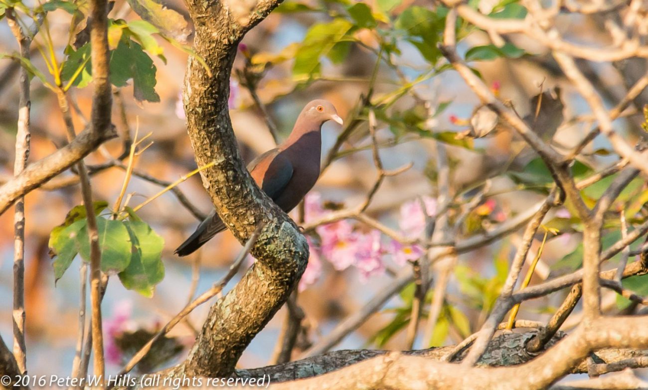Pigeon Red-Billed (Patagioenas flavirostris) Costa Rica