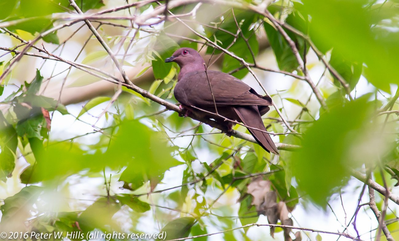 Pigeon Short-Billed (Patagioenas nigrirostris) – Costa Rica
