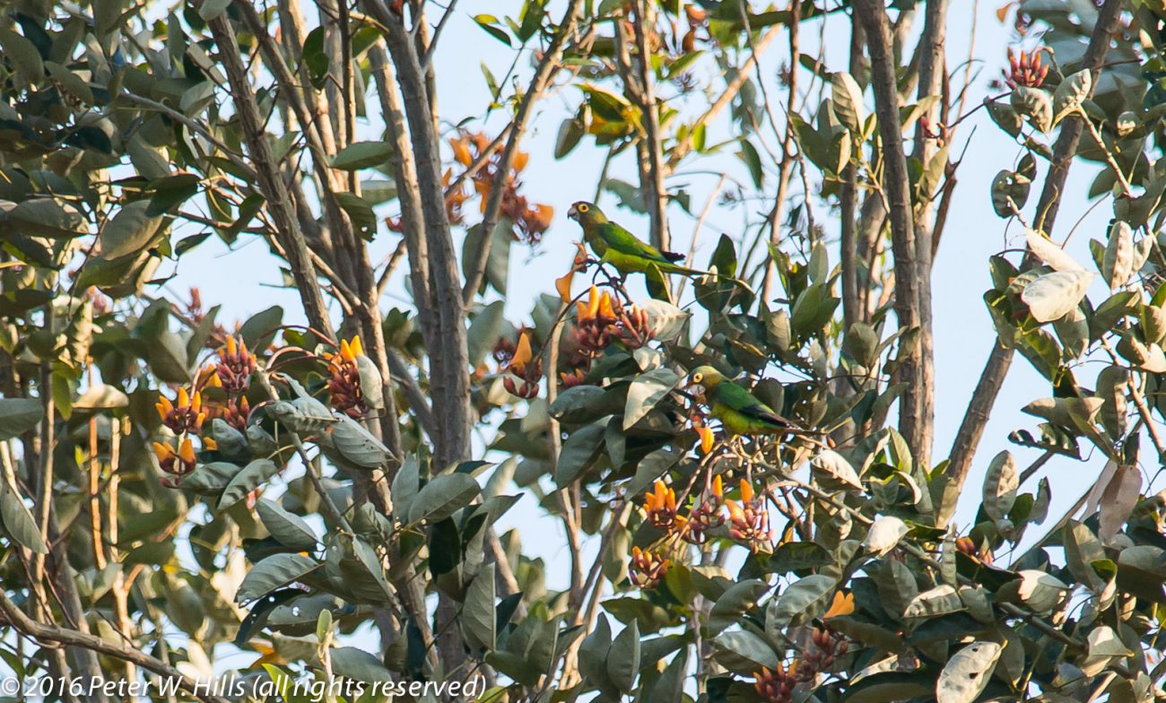 Parakeet Orange-Fronted (Aratinga canicularis) – Costa Rica