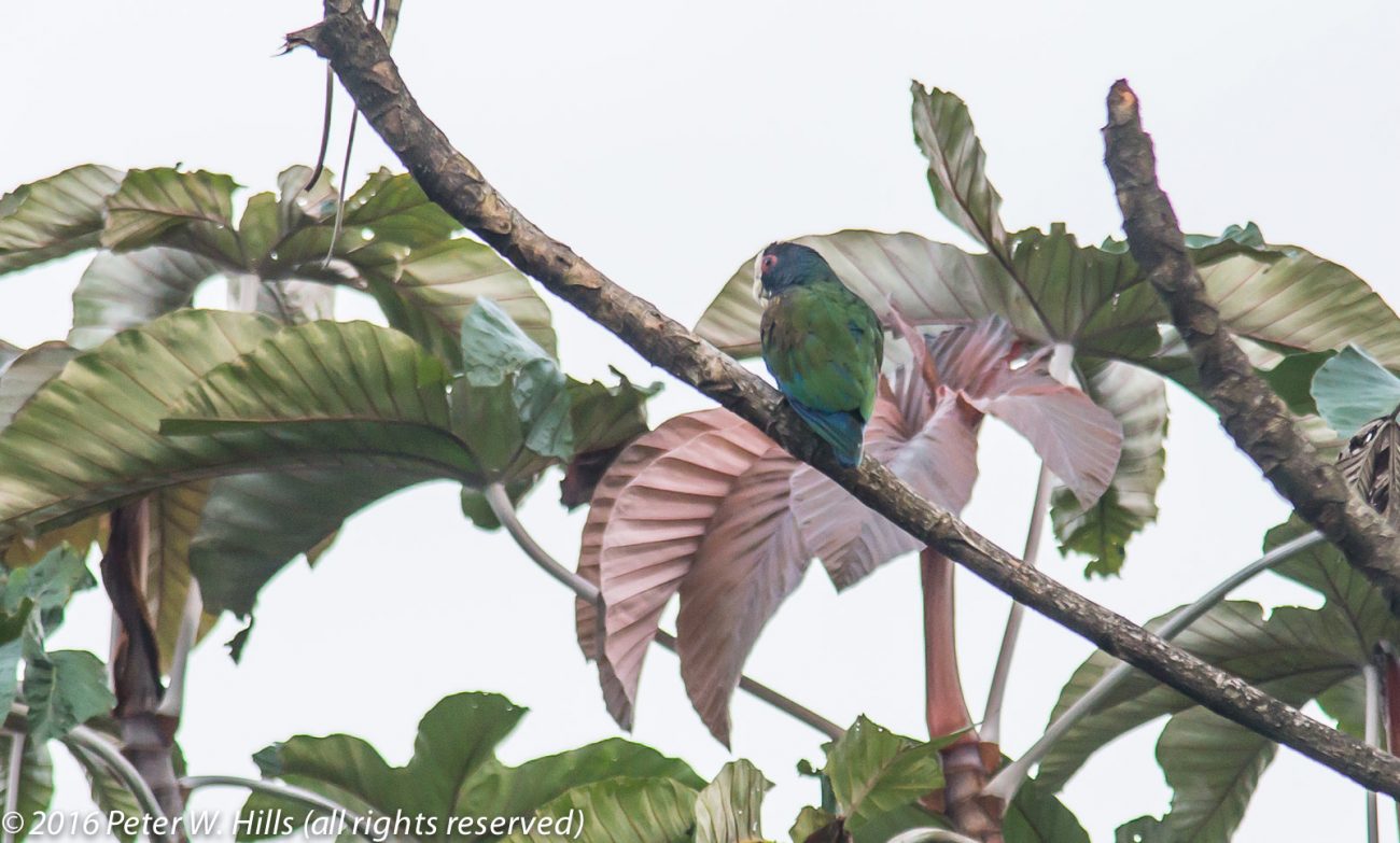 Parrot White-Crowned (Pionus senilis) – Costa Rica