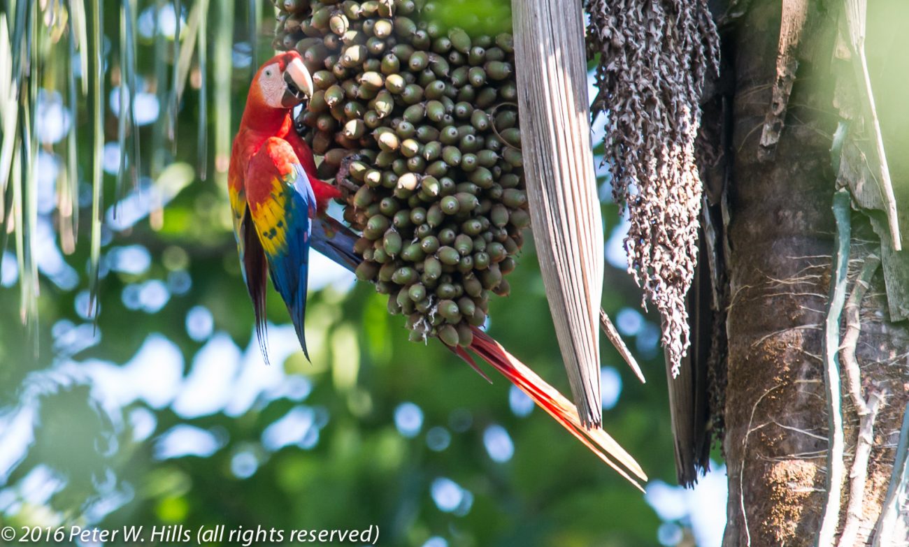 Macaw Scarlet (Ara macao) – Costa Rica