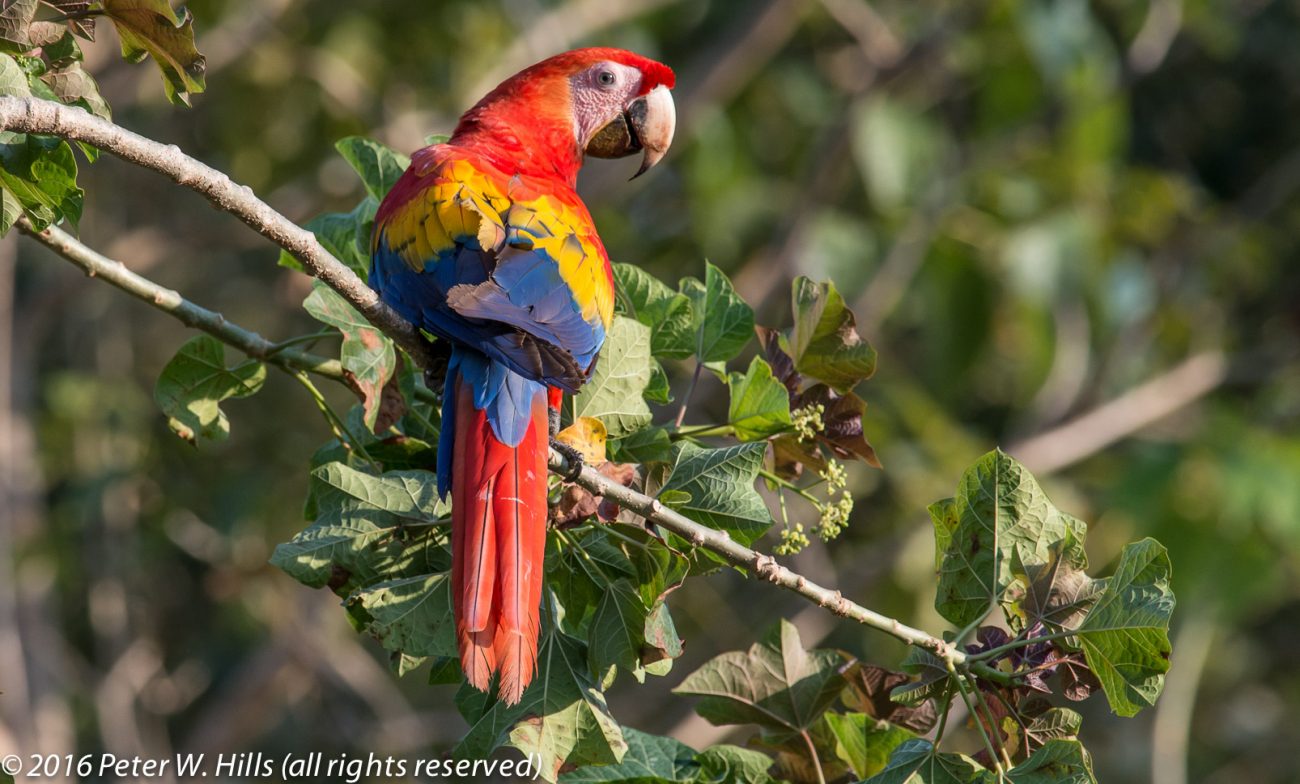 Macaw Scarlet (Ara macao) – Costa Rica