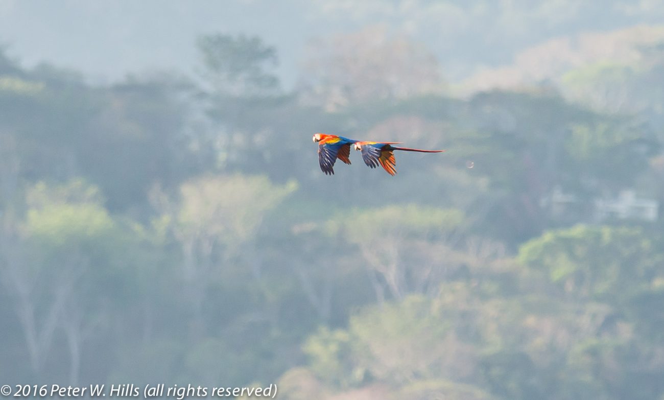 Macaw Scarlet (Ara macao) in flight – Costa Rica