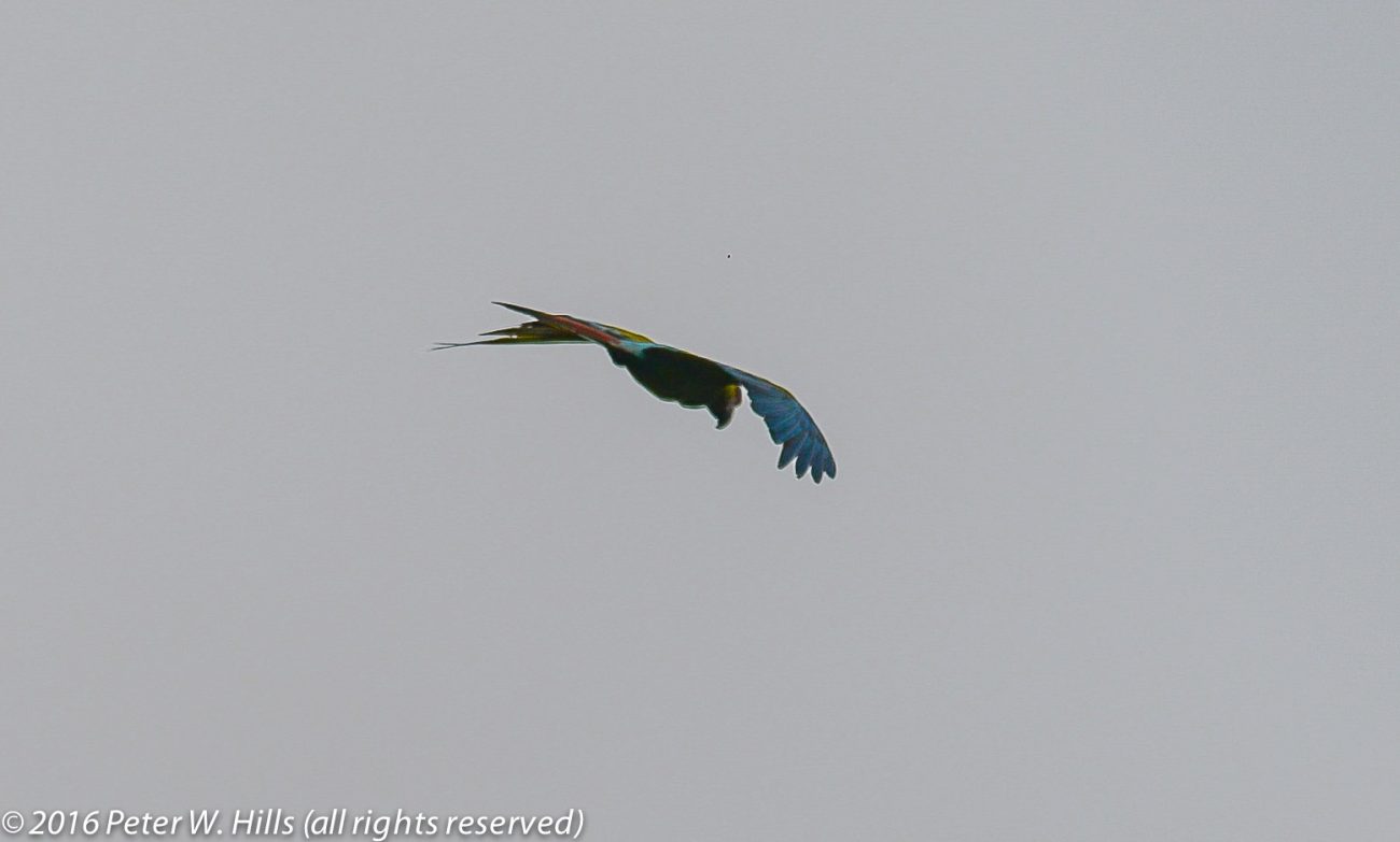 Macaw Great Green (Ara ambiguus) in flight – Cost Rica
