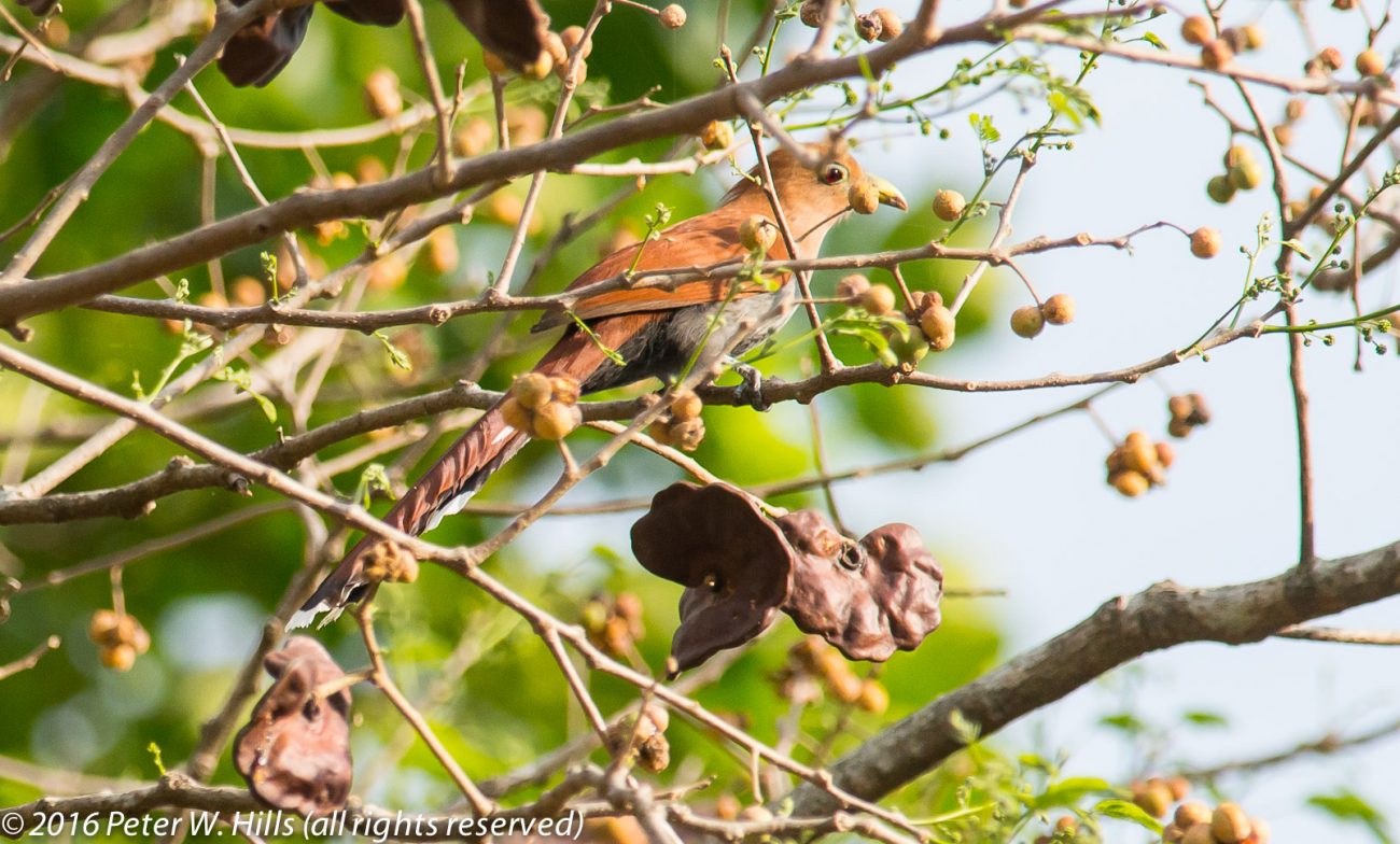 Cuckoo Squirrel (Piaya cayana) – Costa Rica