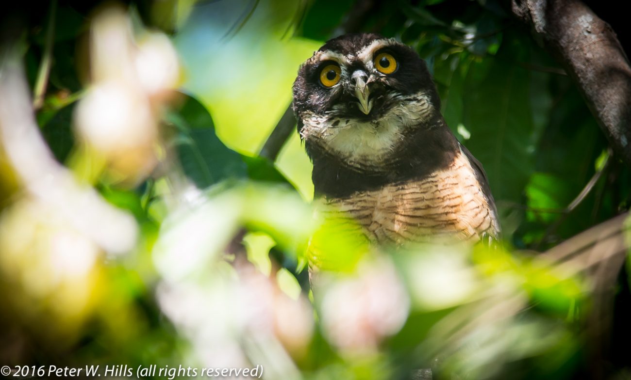 Owl Spectacled (Pulsatrix perspicillata) northern pacific race – Costa Rica