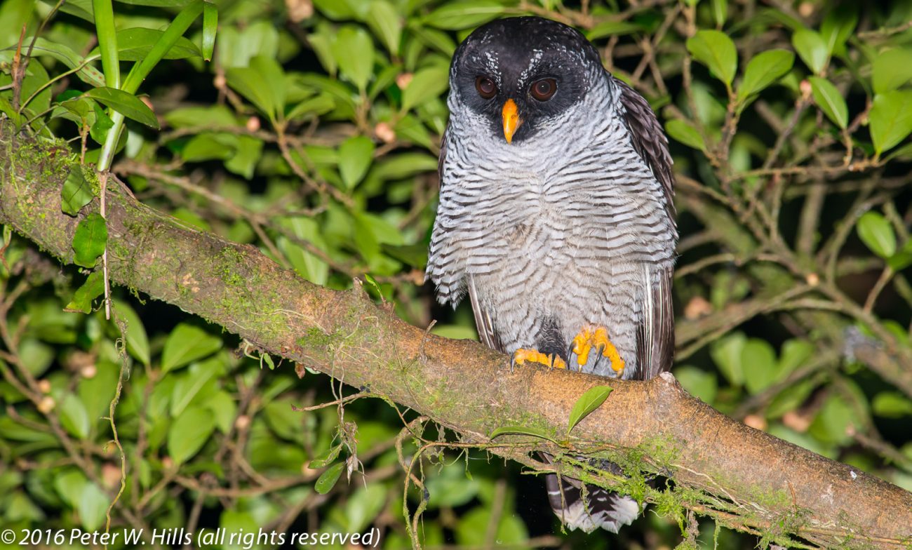 Owl Black-and-White (Strix nigrolineata) – Costa Rica