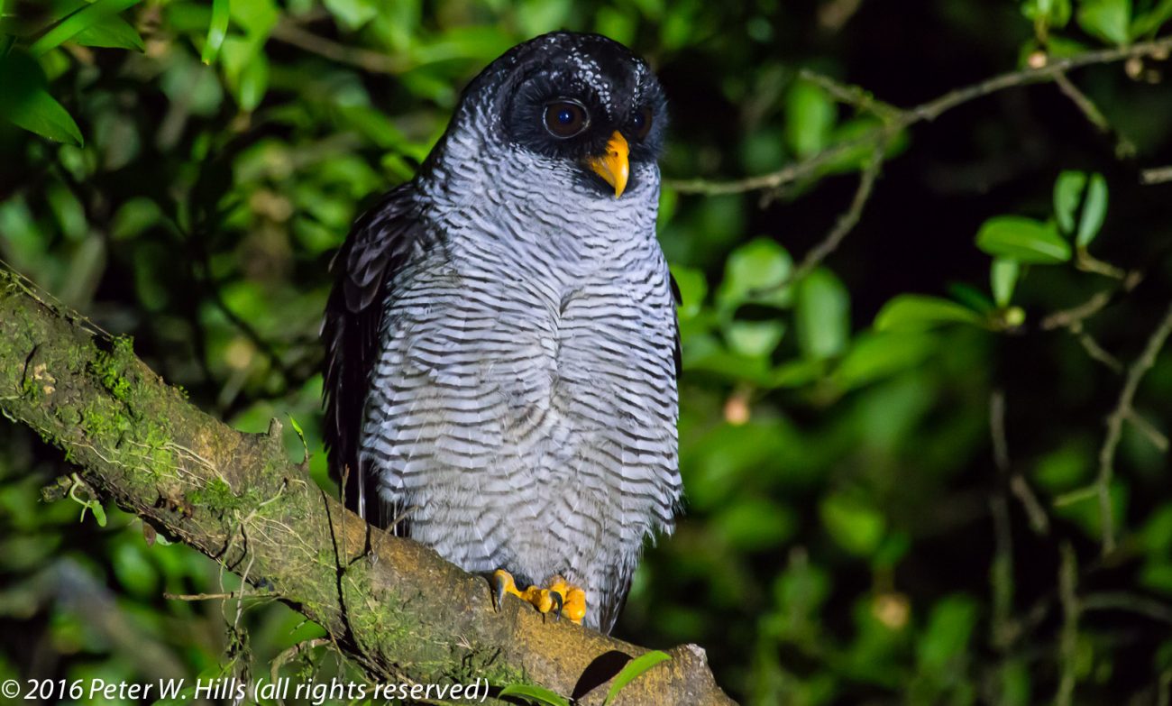 Owl Black-and-White (Strix nigrolineata) – Costa Rica