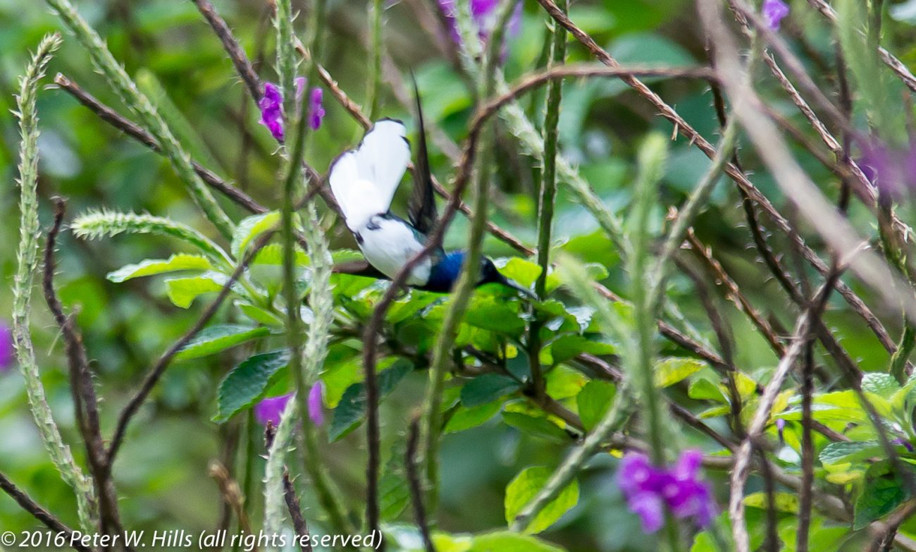 Jacobin White-Necked (Florisuga mellivora) male – Costa Rica