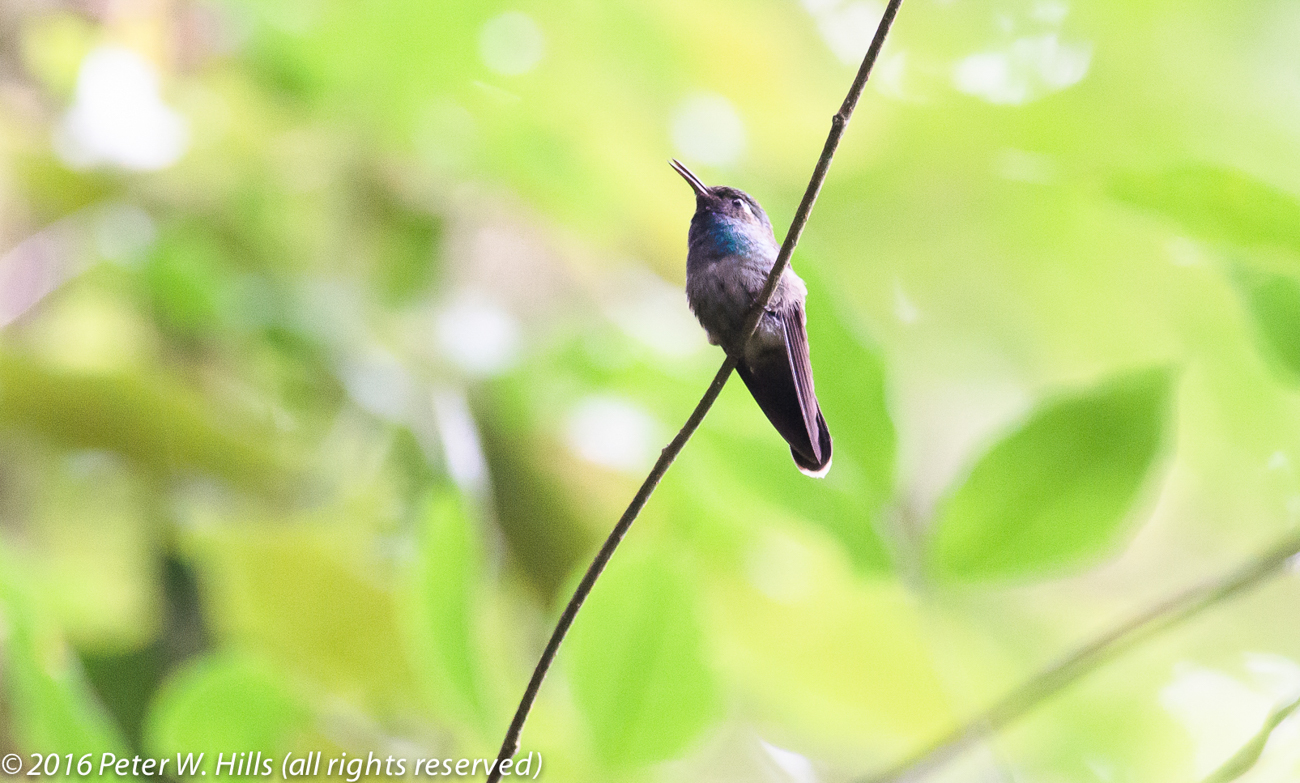 Hummingbird Emerald-Chinned (Abeillia abeillei) male, endemic – Mexico