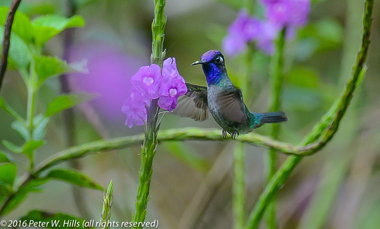 Hummingbird Violet-Headed (Klais guimeti) – Costa Rica