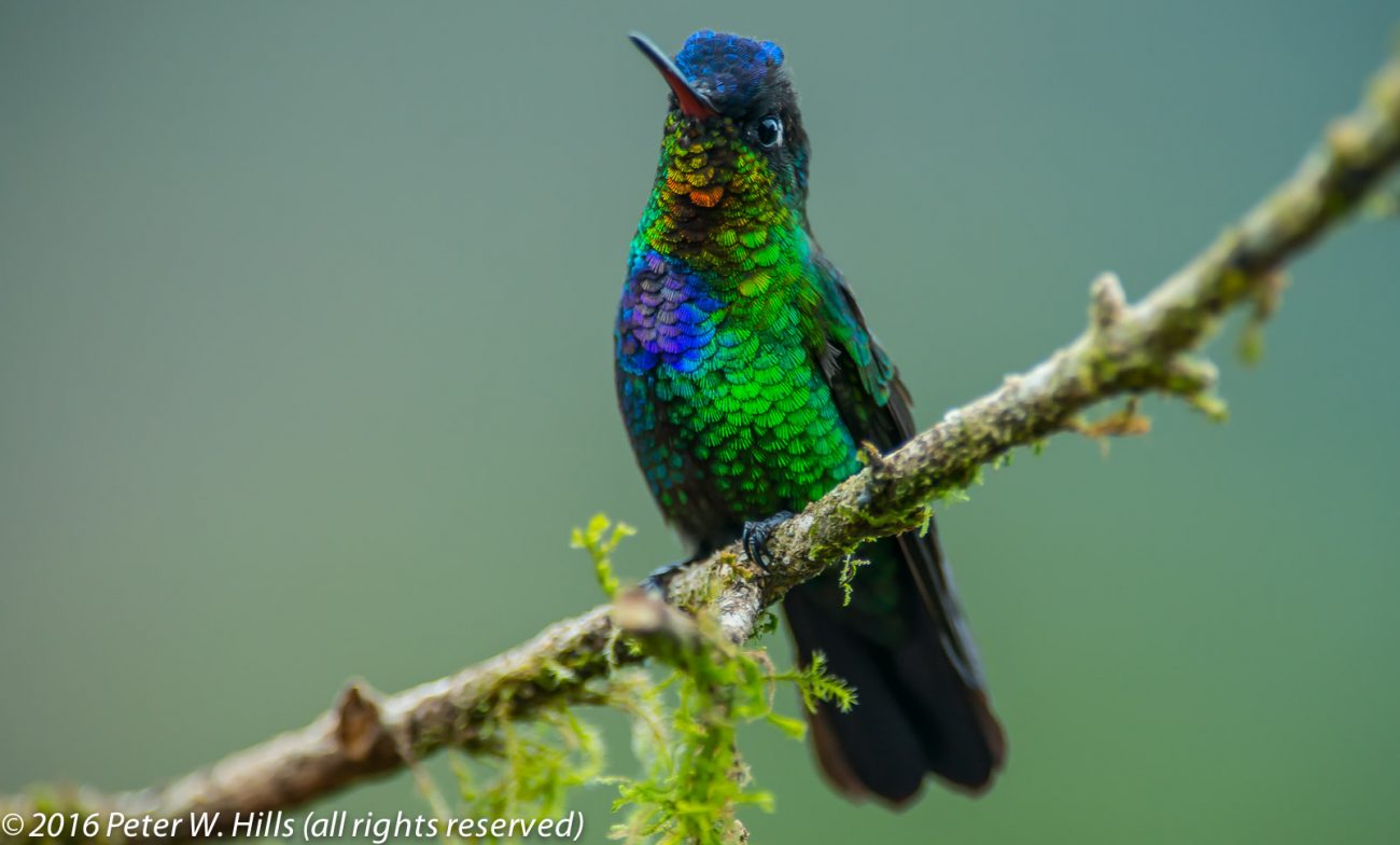 Hummingbird Fiery-Throated (Panterpe insignis) – Costa Rica