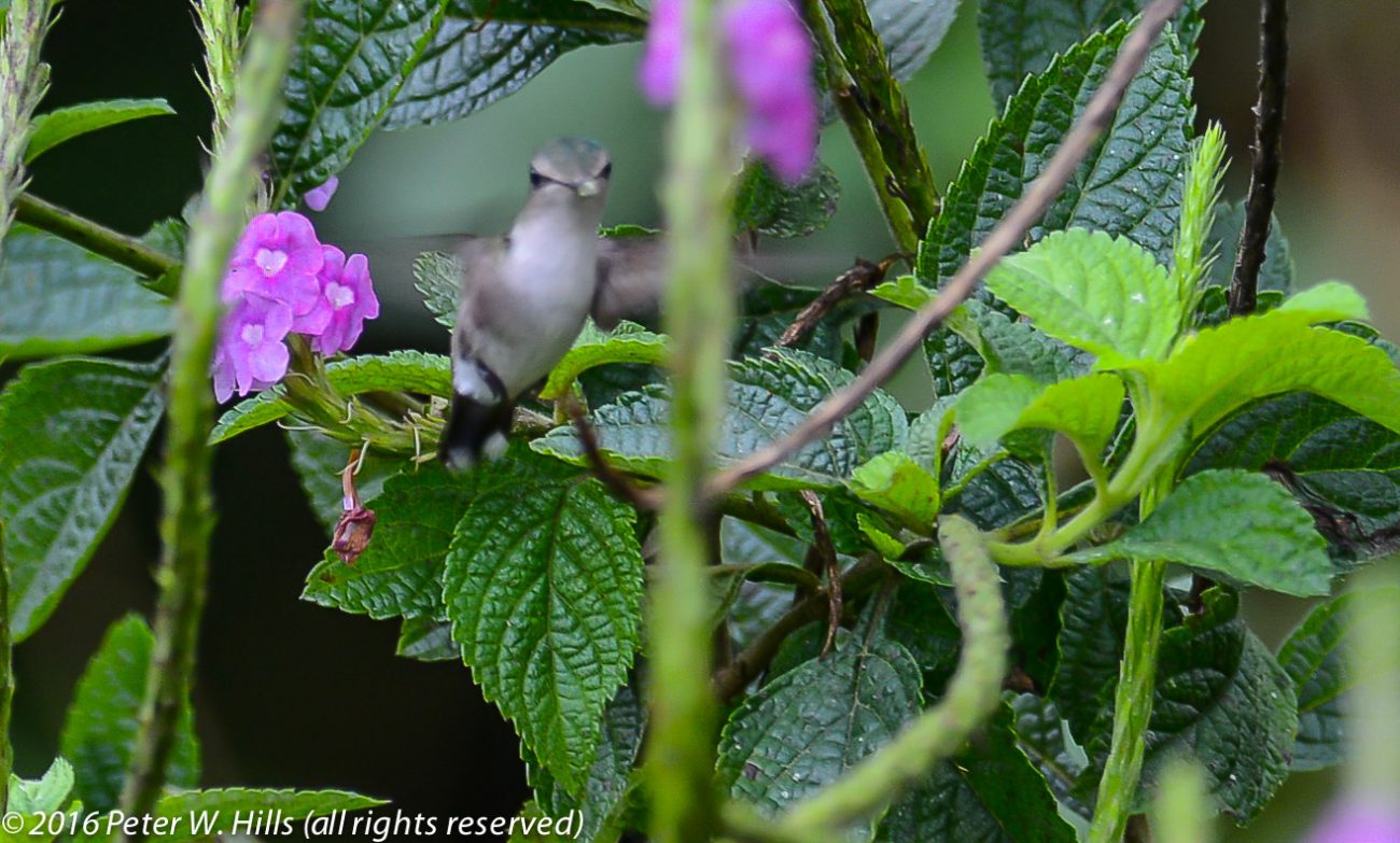 Snowcap (Microchera albocoronata) female – Costa Rica