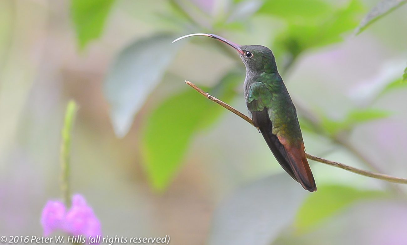 Hummingbird Rufous-Tailed (Amazilia tzacatl) showing tongue – Costa Rica