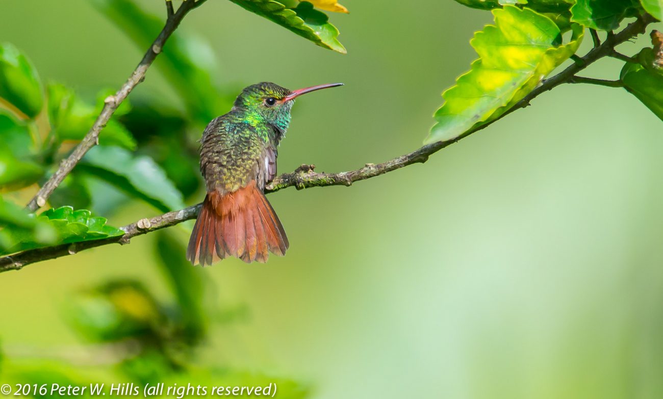 Hummingbird Rufous-Tailed (Amazilia tzacatl) – Costa Rica