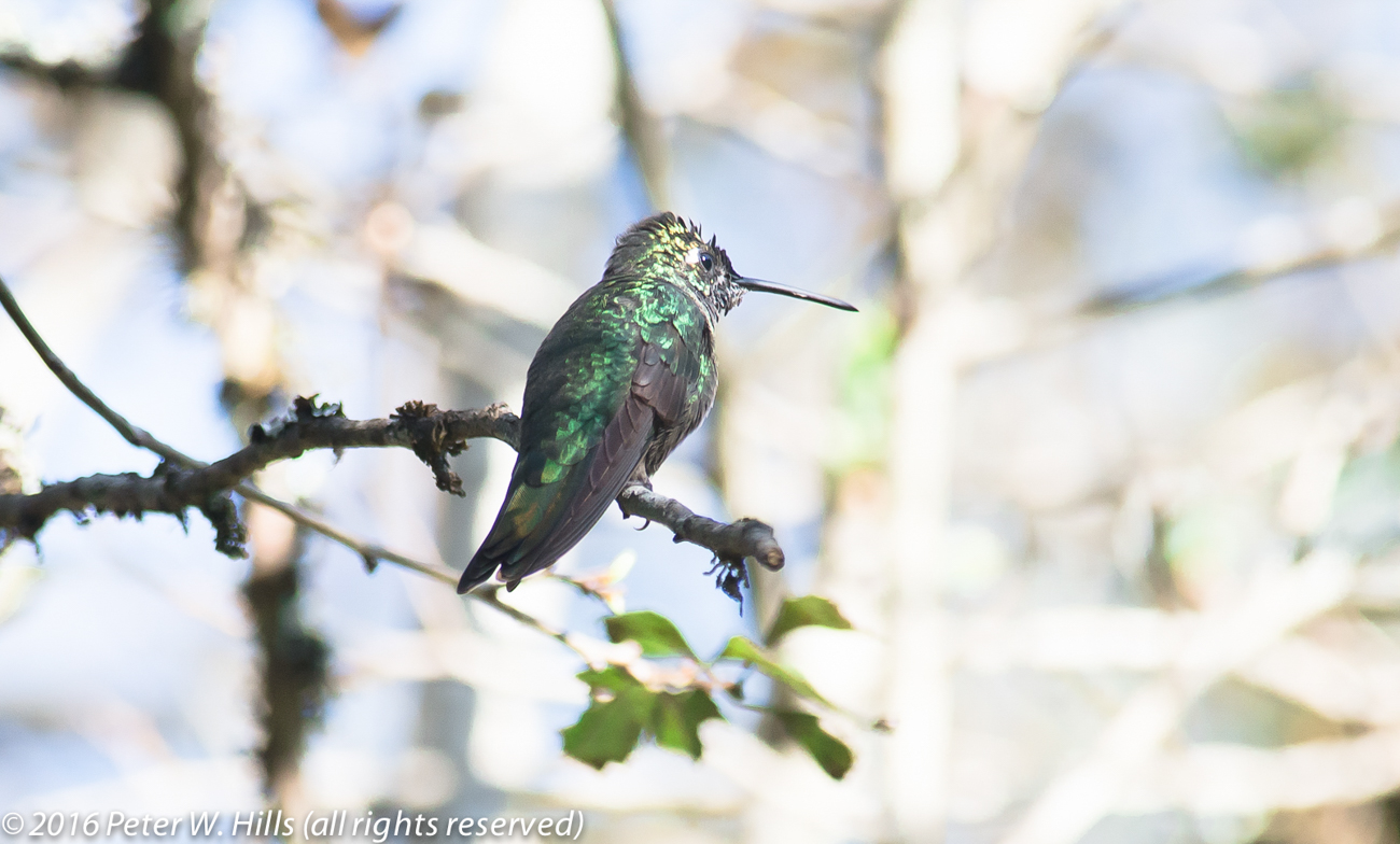 Hummingbird Magnificent (Eugenes fulgens) male endemic – Mexico