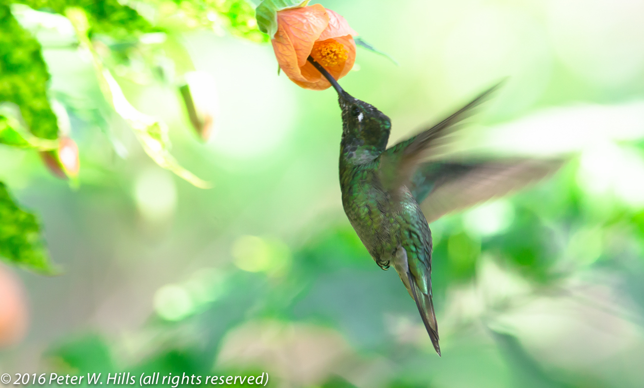 Hummingbird Magnificent (Eugenes fulgens) male hovering, endemic – Mexico