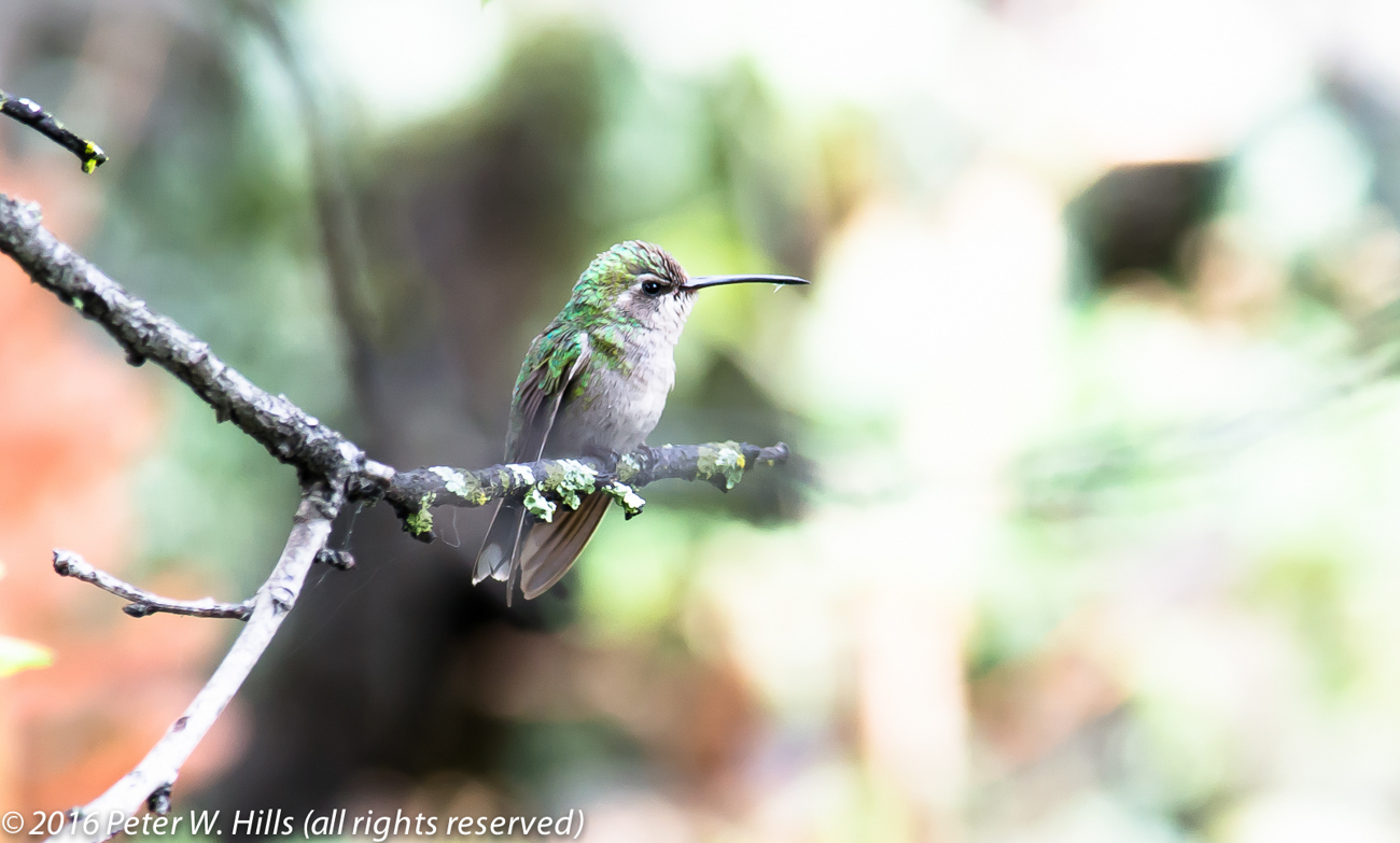Hummingbird Magnificent (Eugenes fulgens) female endemic – Mexico