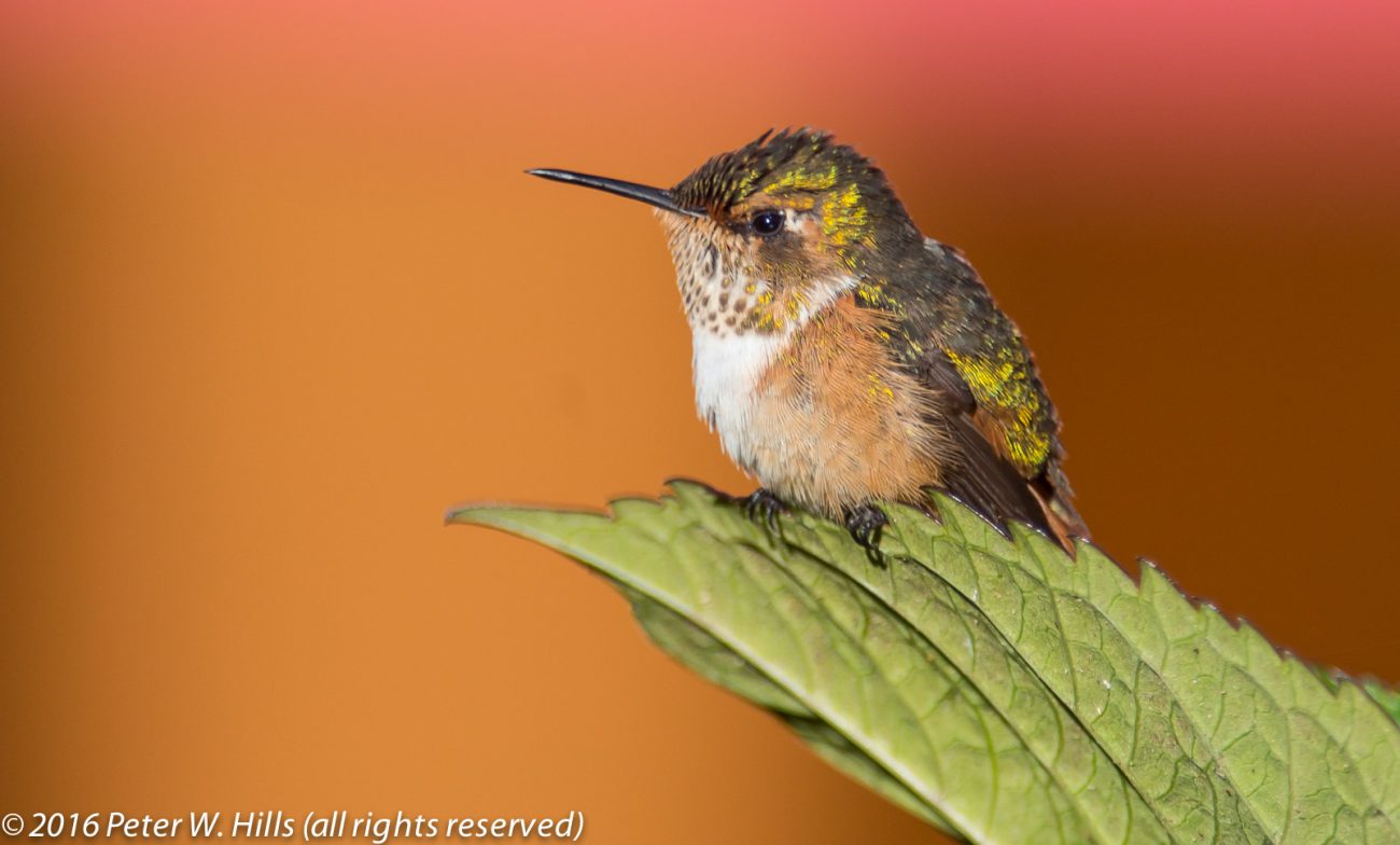 Hummingbird Scintillant (Selasphorus scintilla) female endemic – Costa Rica