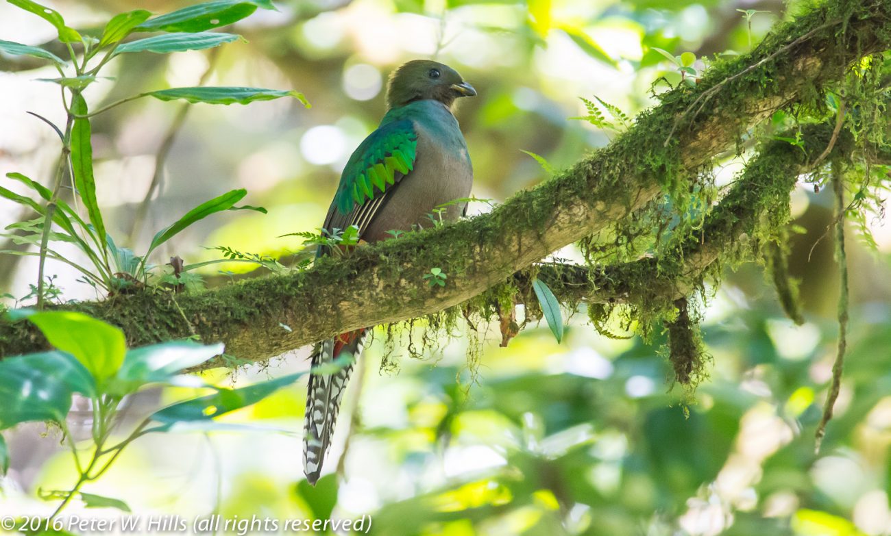 Quetzal Resplendent (Pharomachrus mocinno) female – Costa Rica