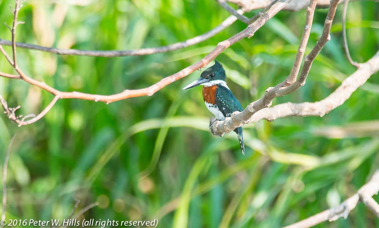 Kingfisher Green (Chloroceryle americana) male – Costa Rica