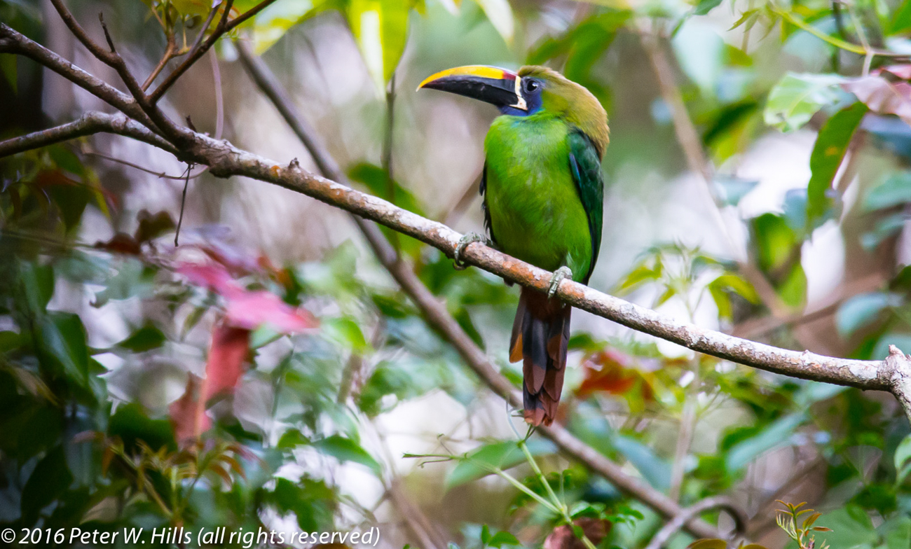Toucanet Emerald (Aulacorhynchus prasinus) – Costa Rica