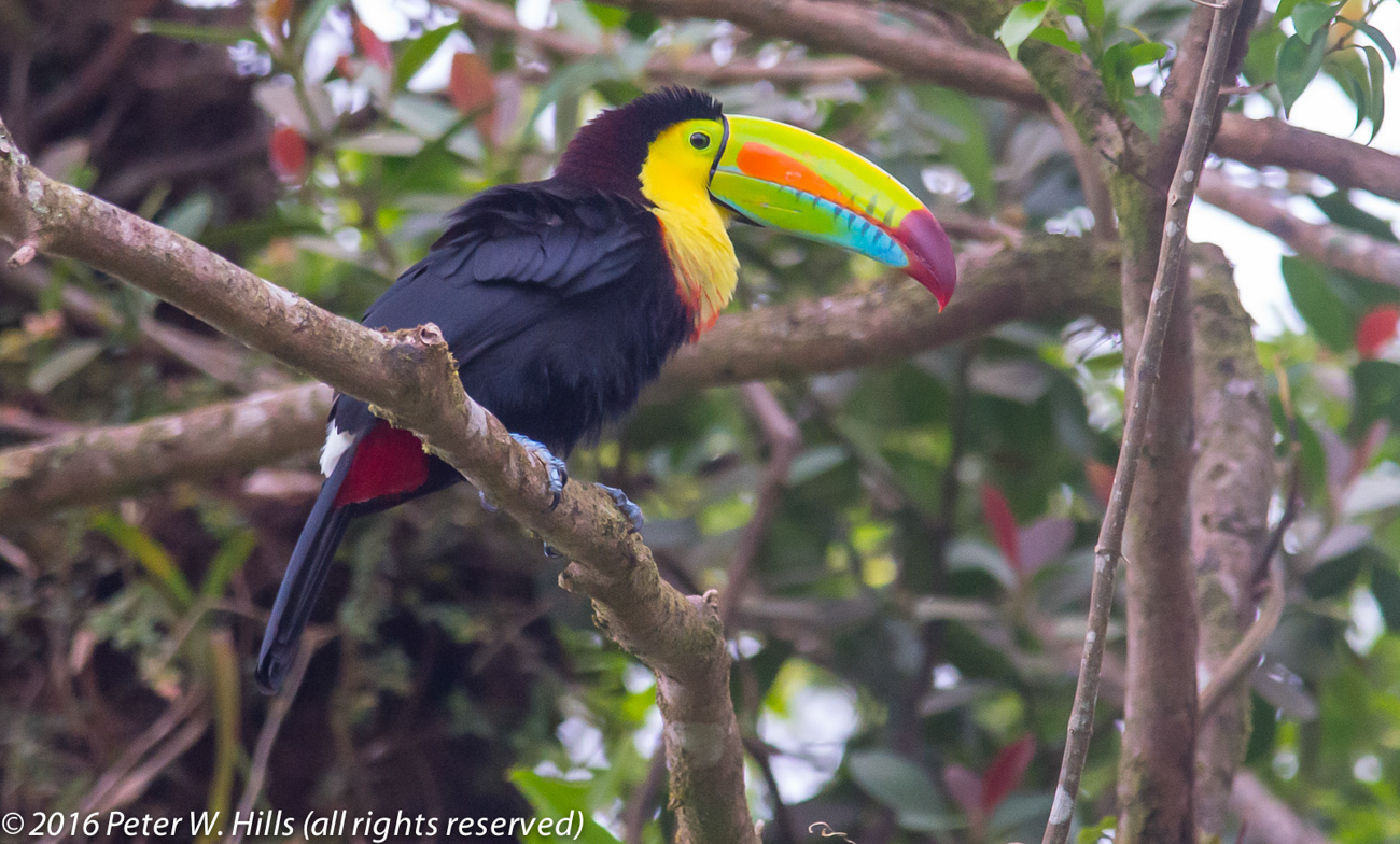 Toucan Keel-Billed (Ramphastos sulfuratus) – Costa Rica