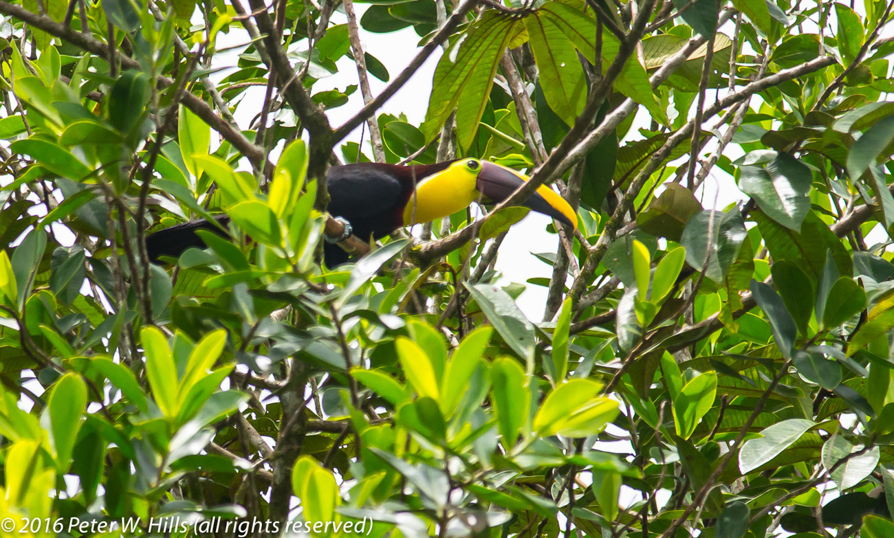 Toucan Black-Mandibled (Campephilus guatemalensis) – Costa Rica