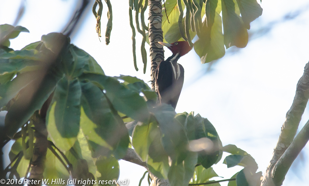 Woodpecker Pale-Billed (campephilus guatemalensis) male – Mexico