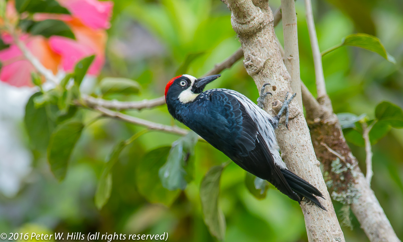 Woodpecker Acorn (Melanerpes formicivorus) – Costa Rica