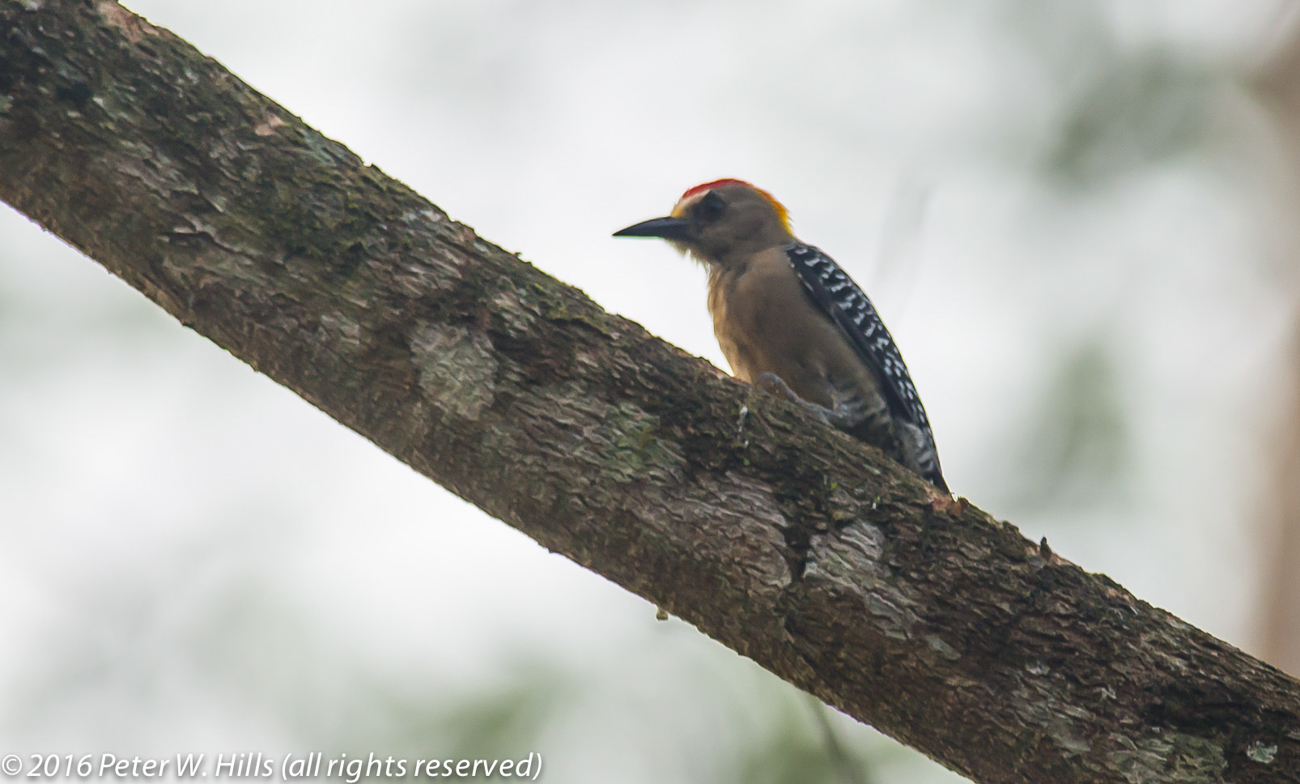 Woodpecker Red-Crowned (Melanerpes rubricapillus) hybrid – Costa Rica