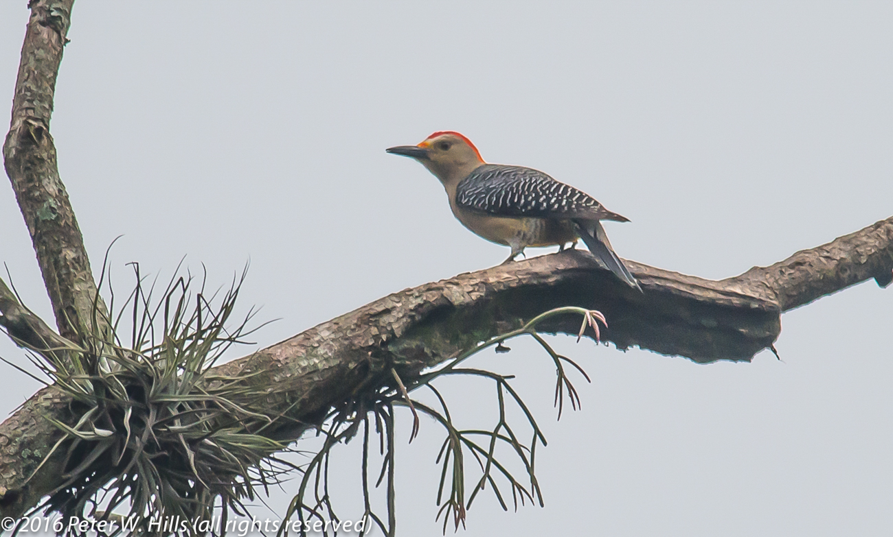 Woodpecker Velasquez’s (Melanerpes santacruzi) male, endemic – Mexico